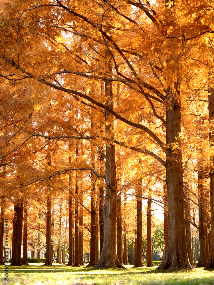 Fototapeta premium 東京都 水元公園のメタセコイヤの黄葉