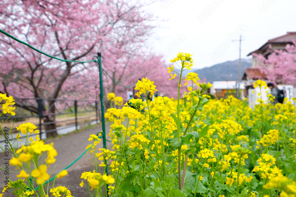 Obraz premium 菜の花と河津桜