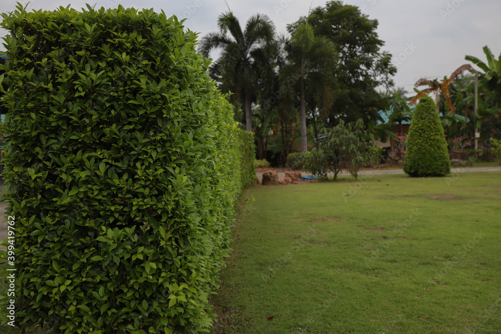 Fototapeta premium Trees were cut to form a fence between the houses.