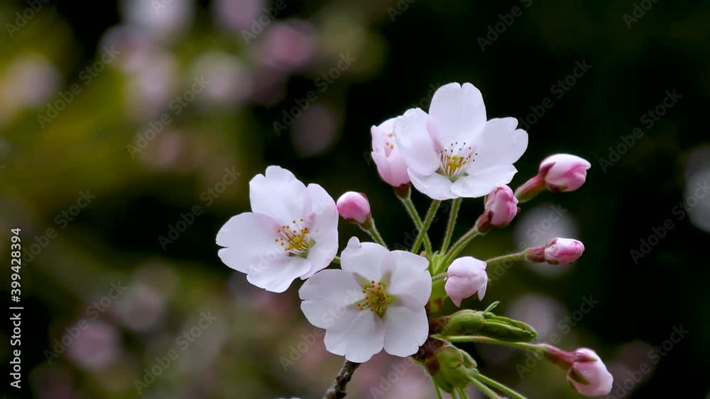 可憐な桜の花のアップ 可憐な桜の花のアップ