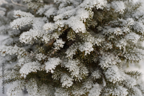 Snow covered evergreen juniper close up