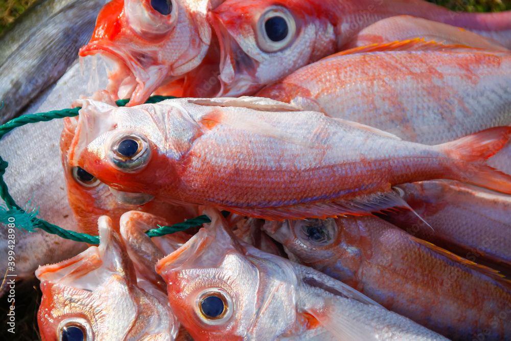red and white fish with big eyes