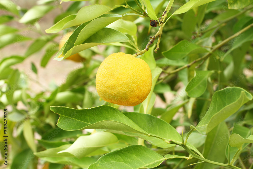 Ripe yellow fruits on Yuzu - Japanese lemon bush. Closeup