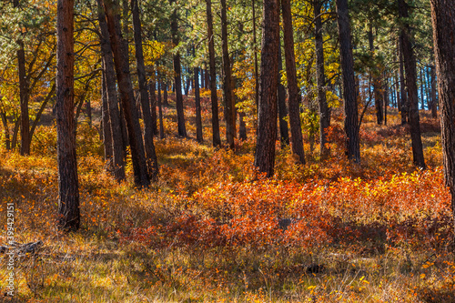 Pine Forest In The South San Juan Wilderness Near Pagosa Springs   Colorado  USA