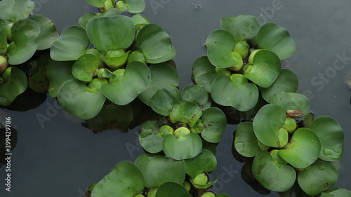 Water Hyacinth cover a pond photo