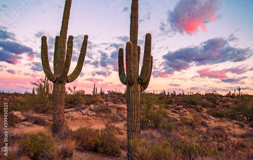 Close Up Image Of Two Saguaro Cactus At Sunset