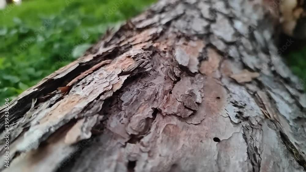 Slow Motion shot over tree log bark Slow Motion shot over tree log bark