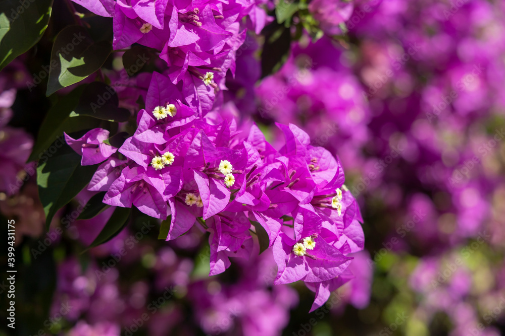 White and pink Bougainvillea hedge White and pink Bougainvillea hedge