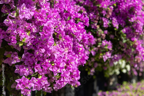 White and pink Bougainvillea hedge