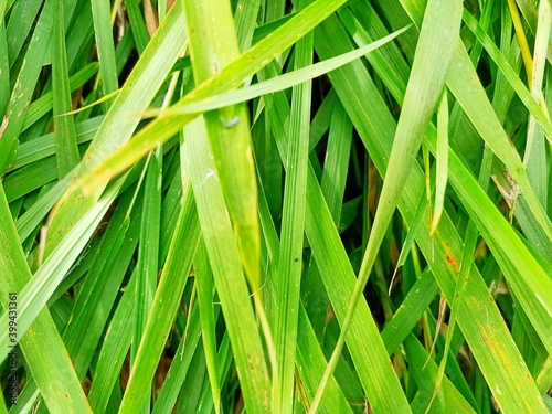 green grass background