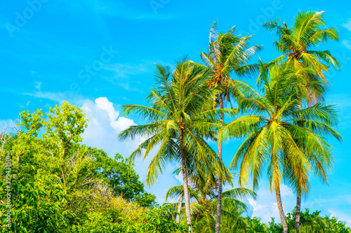 Beach summer vacation holidays background with coconut palm trees and hanging palm tree leaves