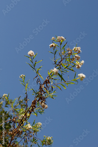 White mature pappus achene head fruit of Seepwillow, Baccharis Salicifolia, Asteraceae, native dioecious perennial semi-deciduous shrub in Ballona Freshwater Marsh, Southern California Coast, Summer. photo