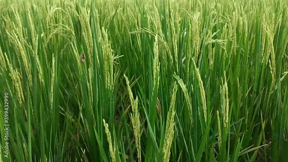 Rice field green grass. Beautiful rice plants in gorgeous paddy field on organic farm.
Rice field green grass. Beautiful rice plants in gorgeous paddy field on organic farm.