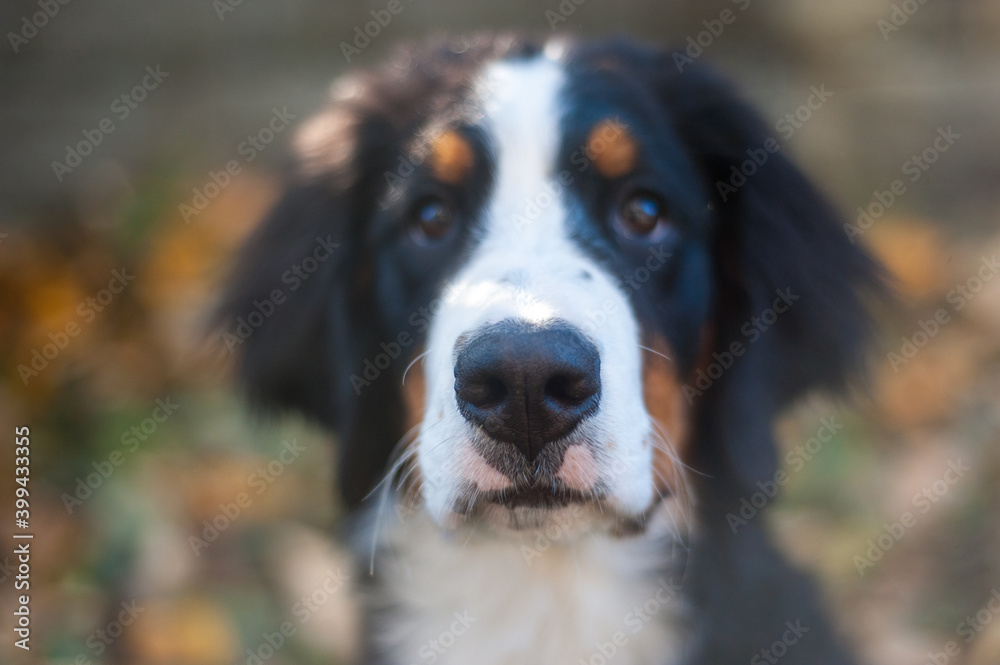 Bernese Mountain Dog Puppy in Alaska