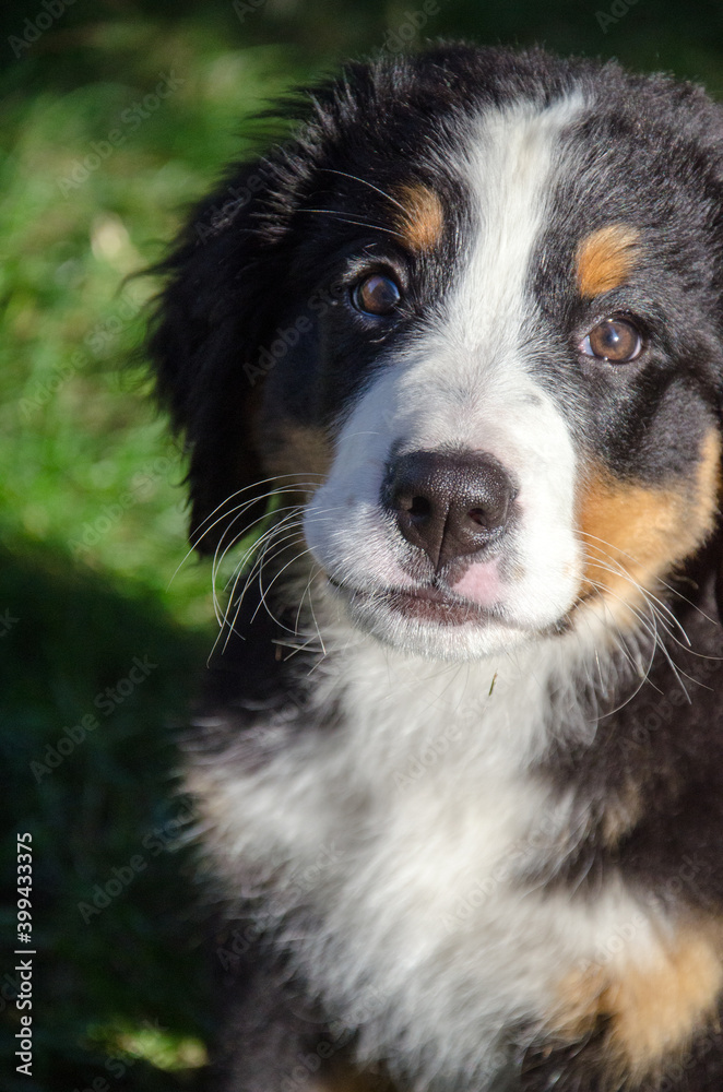 Bernese Mountain Dog Puppy in Alaska