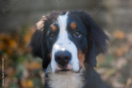 Bernese Mountain Dog Puppy in Alaska