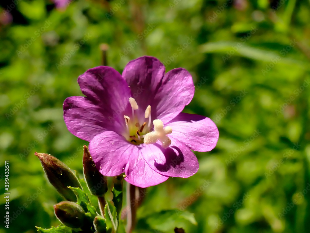 willowherb, medicinal herb with flower in summer willowherb, medicinal herb with flower in summer