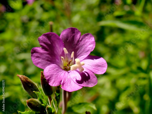 willowherb, medicinal herb with flower in summer