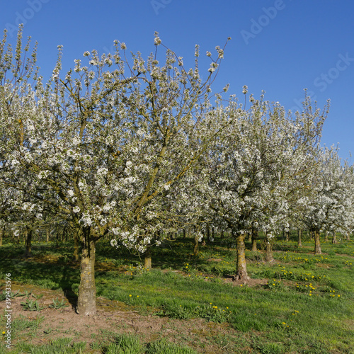 Принти на полотні Blooming Morello Cherry Trees