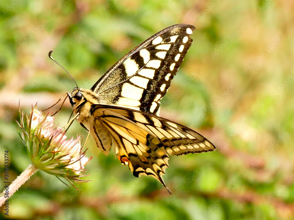 Fototapeta premium swallowtail butterfly in summer in Germany