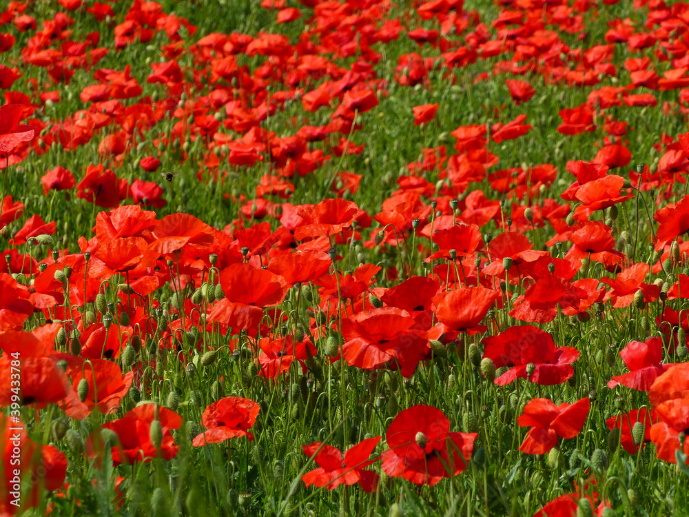 Fototapeta premium Red Poppy Meadow, Symbolizing Red Green