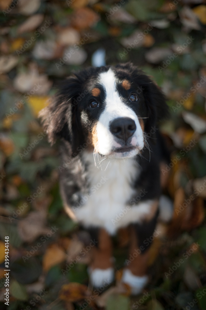 Bernese Mountain Dog Puppy in Alaska