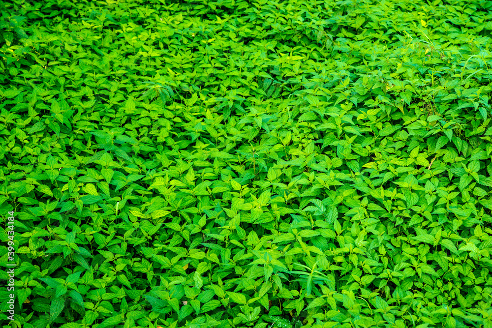 stinging nettles in a full frame