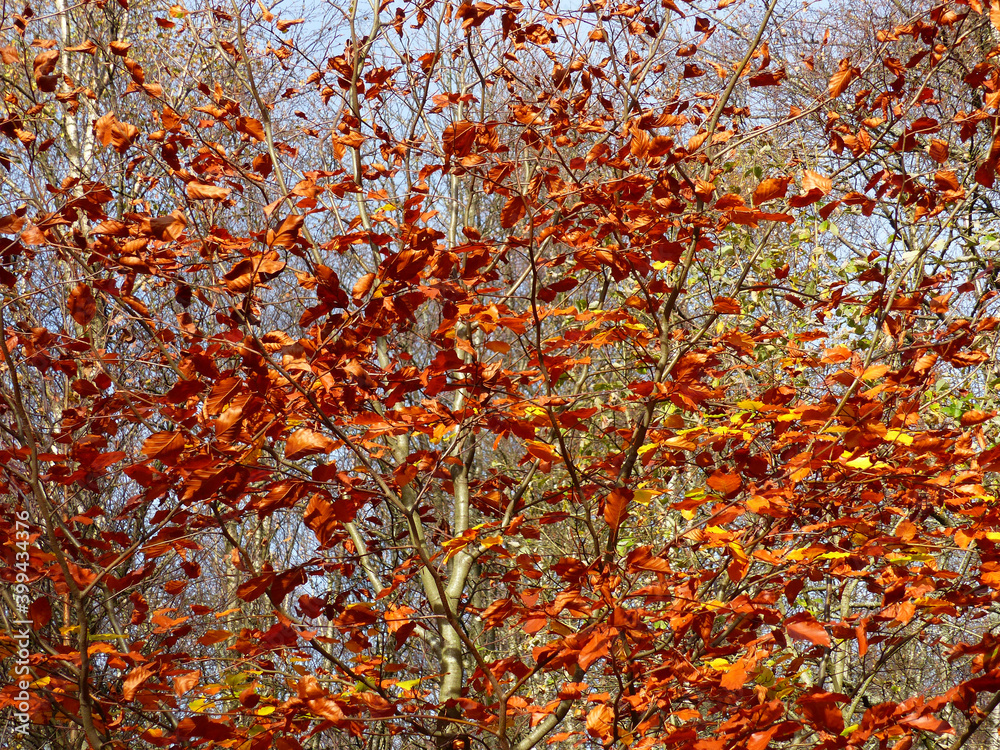 Beech Tree In Autumn Beech Tree In Autumn