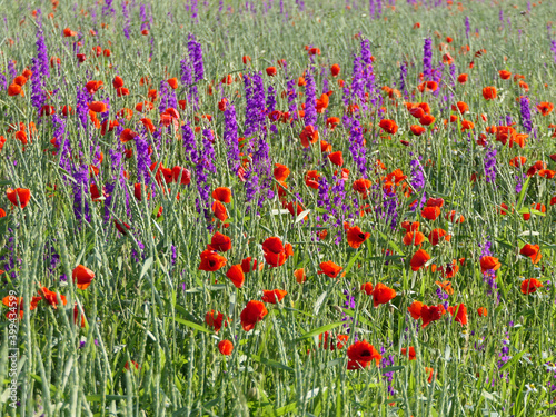 Flower Meadow With Corn Poppies And Spring Vetchlings photo