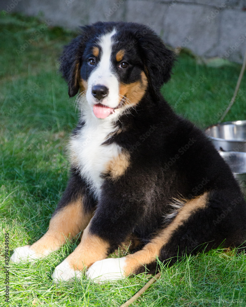 Bernese Mountain Dog Puppy in Alaska