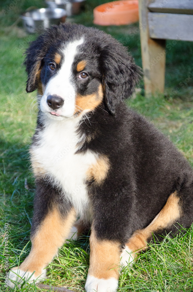 Bernese Mountain Dog Puppy in Alaska Bernese Mountain Dog Puppy in Alaska