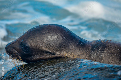 Seals on rocky beach, Galapagos Island Ecuador 