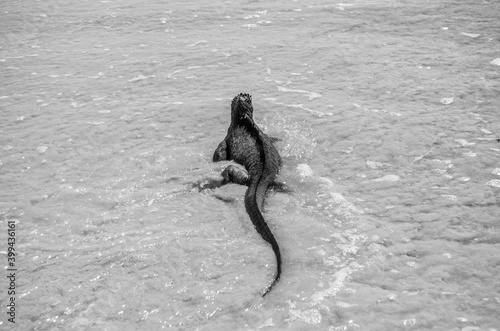 Iguana wading into the Ocean on Galapagos Island, in black and white © JMP Traveler