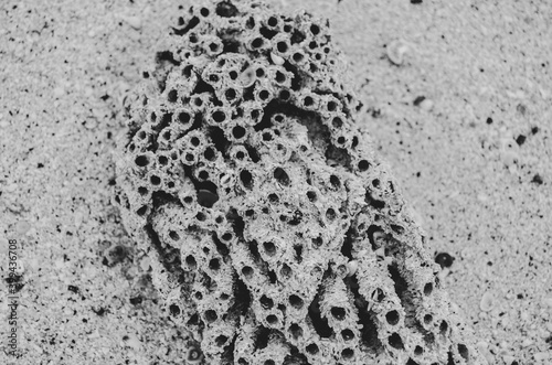 Black and white photo of a piece of coral washed up on the sandy beach.  
