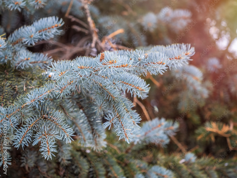Branches of blue spruce with needles in the sunset light. The blue spruce, Colorado spruce, or Colorado blue spruce, with the Latin name Picea pungens. Branches of blue spruce with needles in the sunset light. The blue spruce, Colorado spruce, or Colorado blue spruce, with the Latin name Picea pungens.
