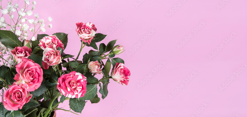 Fresh rose bush. Red rose bouquet card isolated on pink background with copy space.