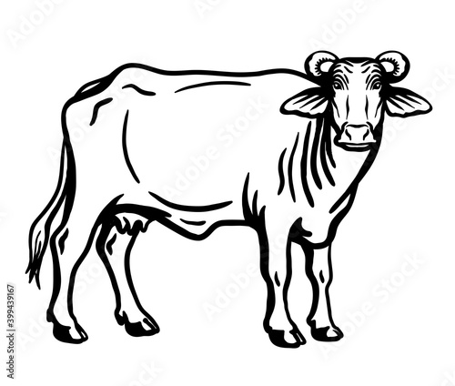 Breeding cattle. silhouette of a grazing Texas cow. vector illustration isolated on white background