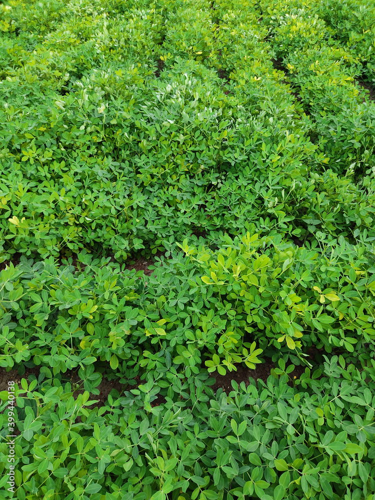 Peanuts farm, Peanut Field, Peanut Tree, Peanuts plantation fields, Farm land in India background