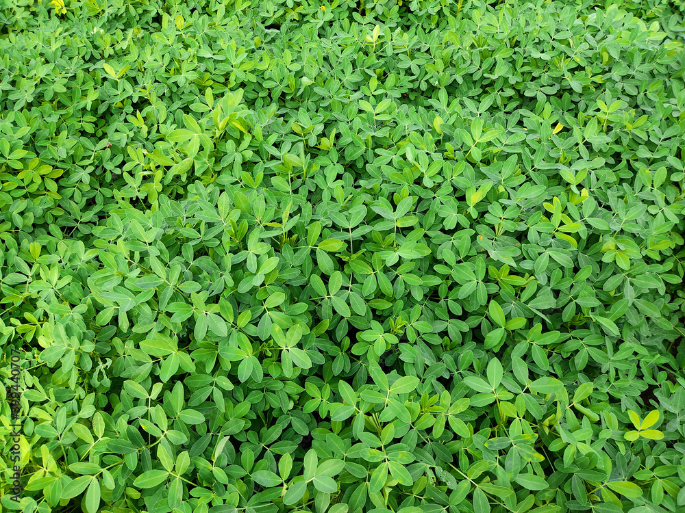 Peanuts farm, Peanut Field, Peanut Tree, Peanuts plantation fields, Farm land in India background Peanuts farm, Peanut Field, Peanut Tree, Peanuts plantation fields, Farm land in India background