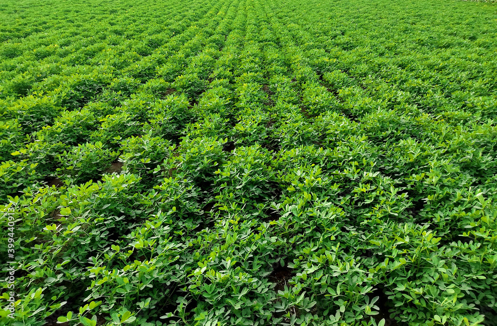 Peanuts farm, Peanut Field, Peanut Tree, Peanuts plantation fields, Farm land in India background