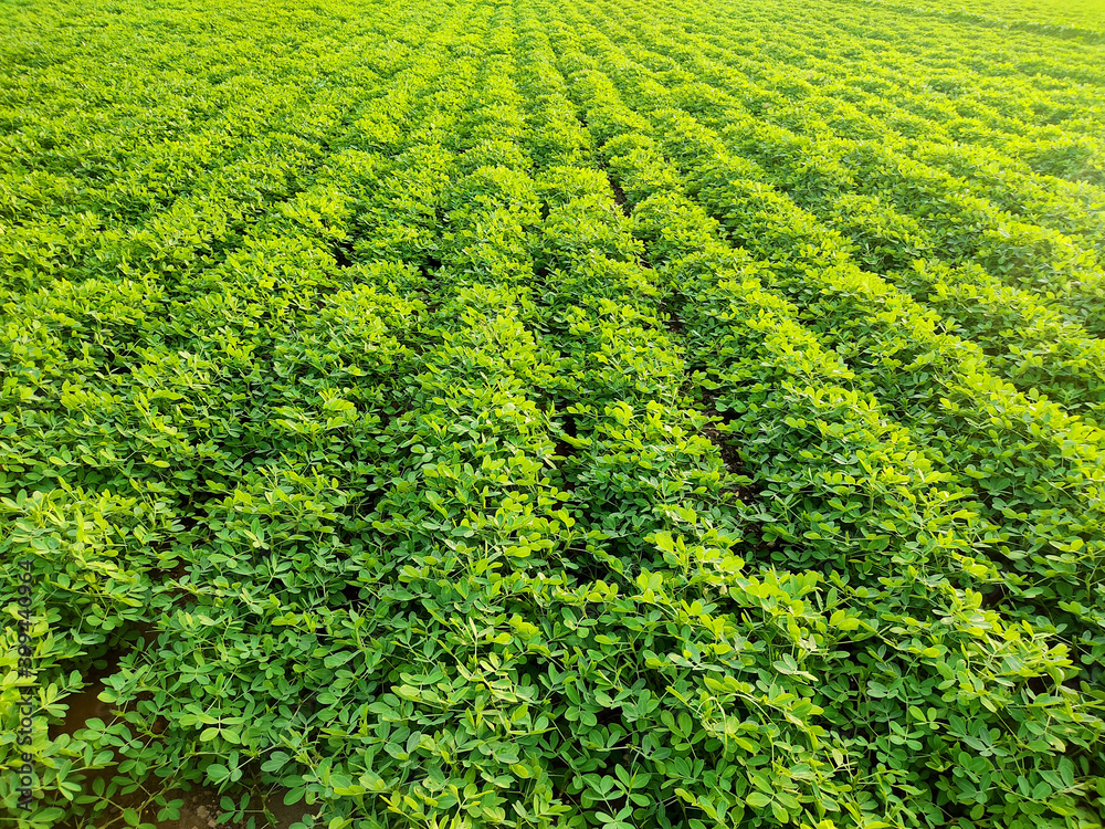 Peanuts farm, Peanut Field, Peanut Tree, Peanuts plantation fields, Farm land in India background