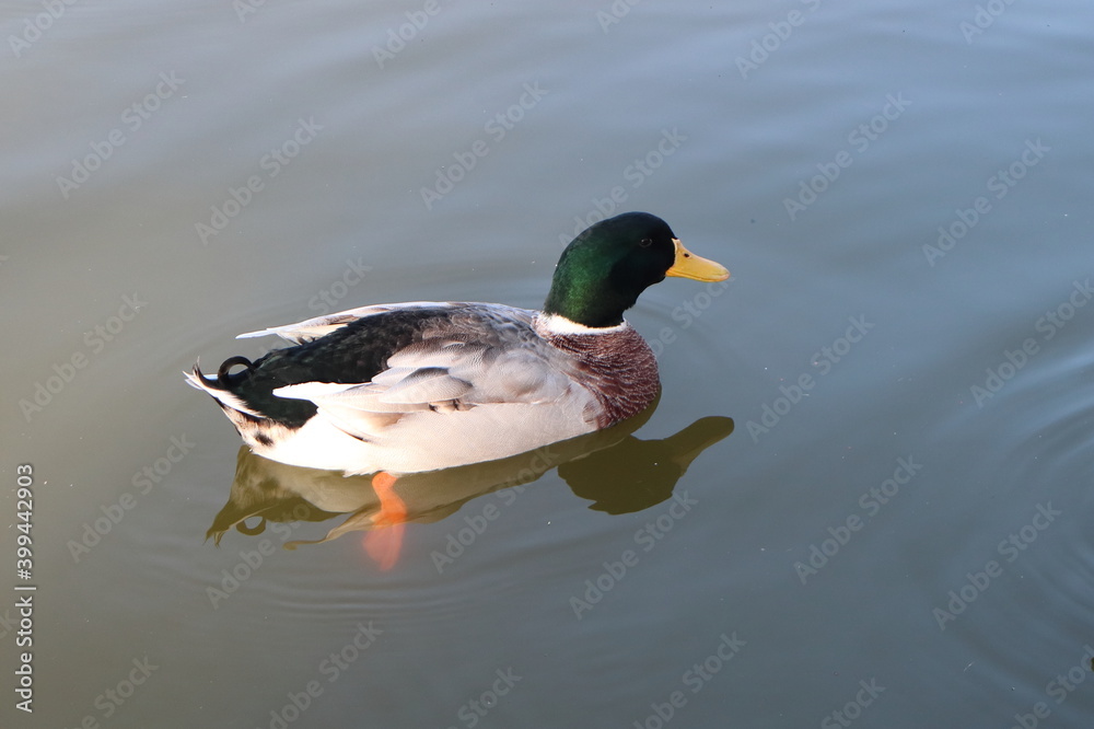 Obraz premium 冬の鴨