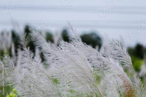 The reed flower was traveling on the side of the road.