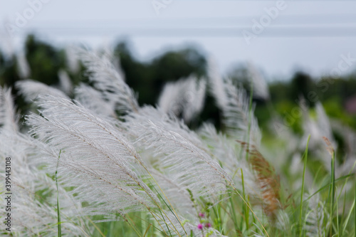 The reed flower was traveling on the side of the road.