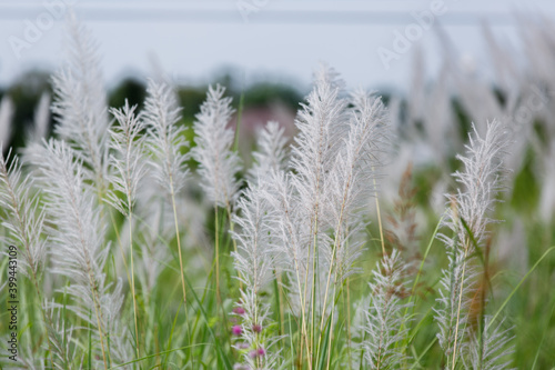 The reed flower was traveling on the side of the road.