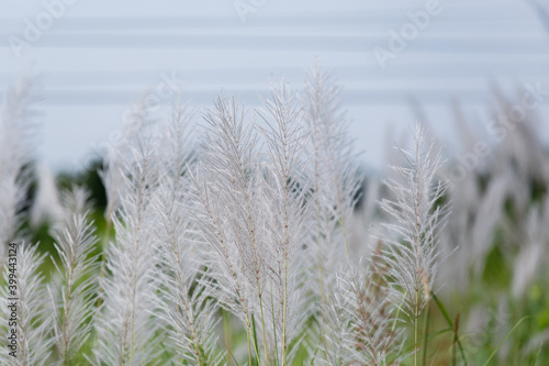 The reed flower was traveling on the side of the road.