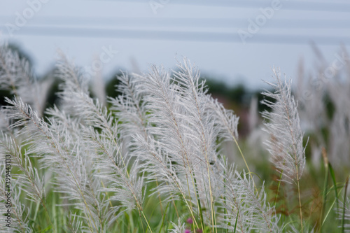 The reed flower was traveling on the side of the road.