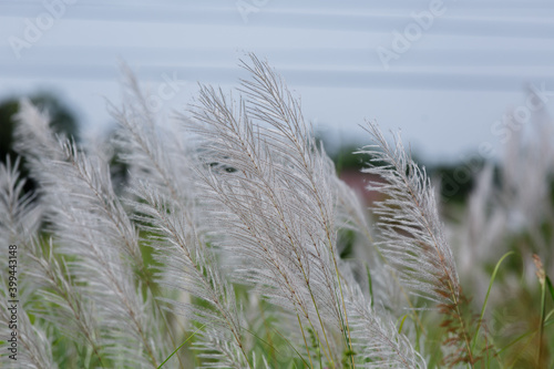 The reed flower was traveling on the side of the road.