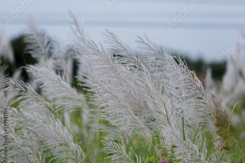 The reed flower was traveling on the side of the road.