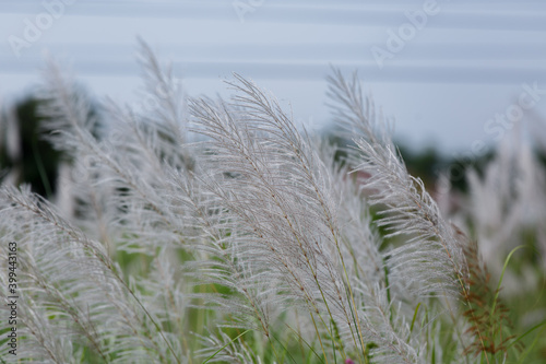 The reed flower was traveling on the side of the road.